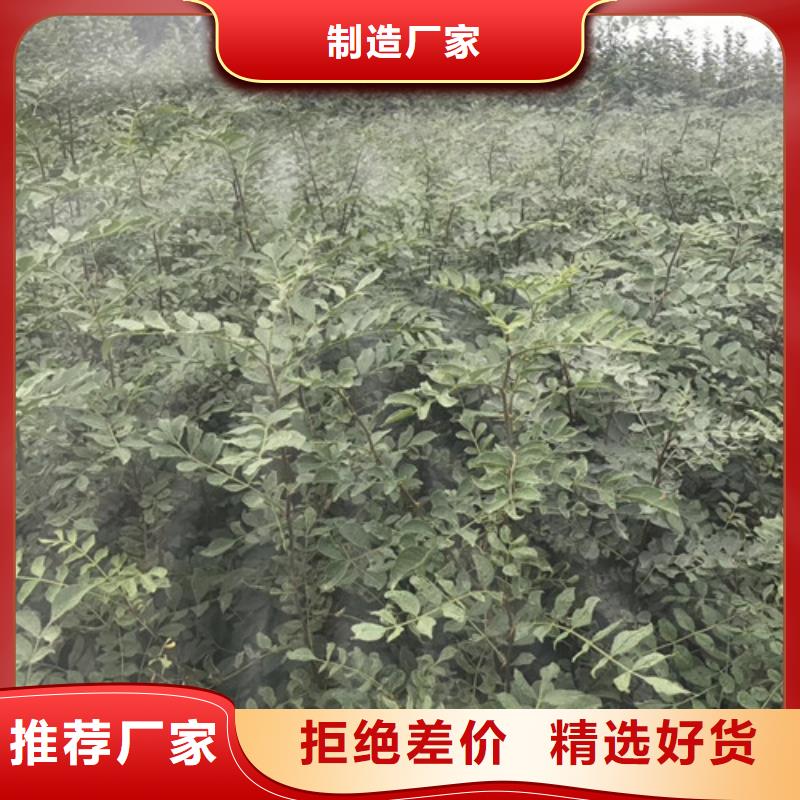 花椒苗核桃苗N年专注