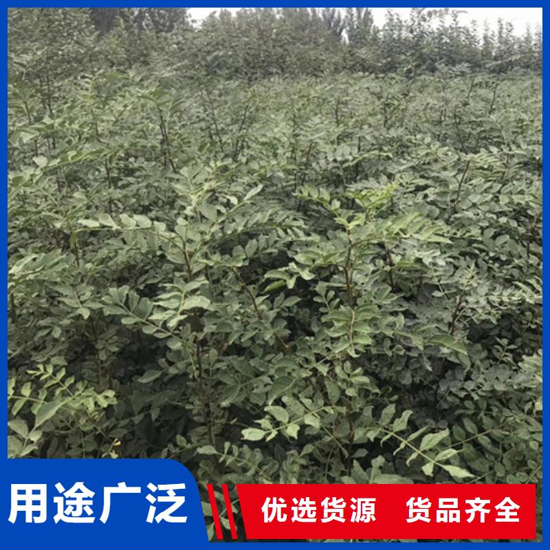 花椒苗-苹果苗高标准高品质