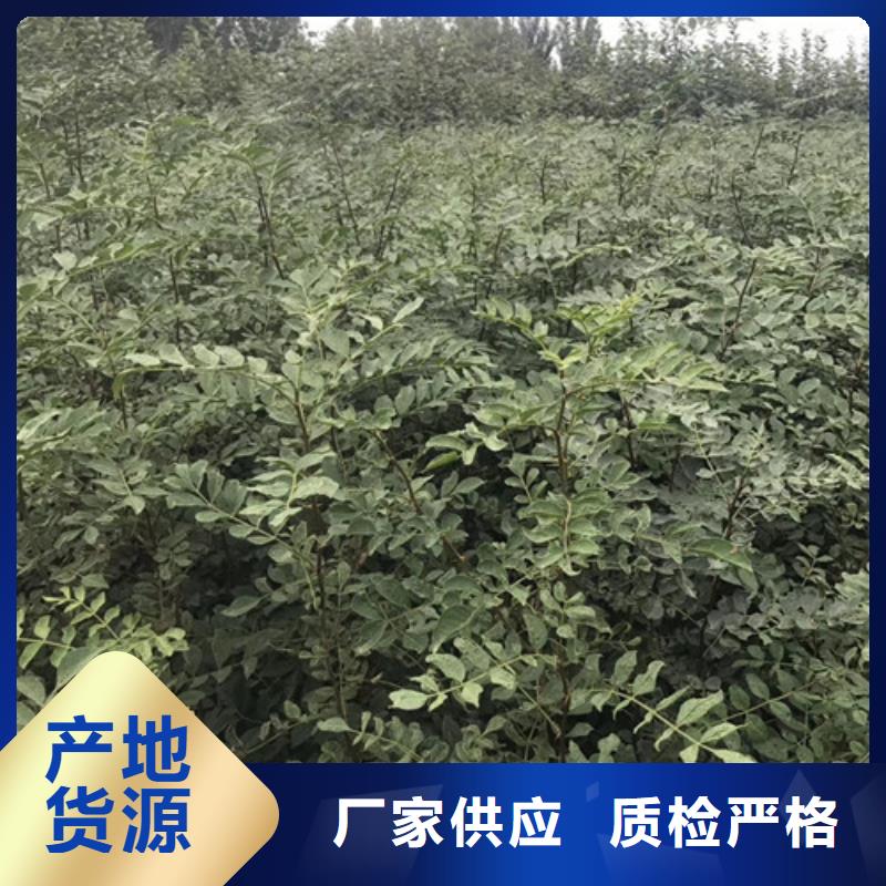 【花椒苗桃树苗现货采购】