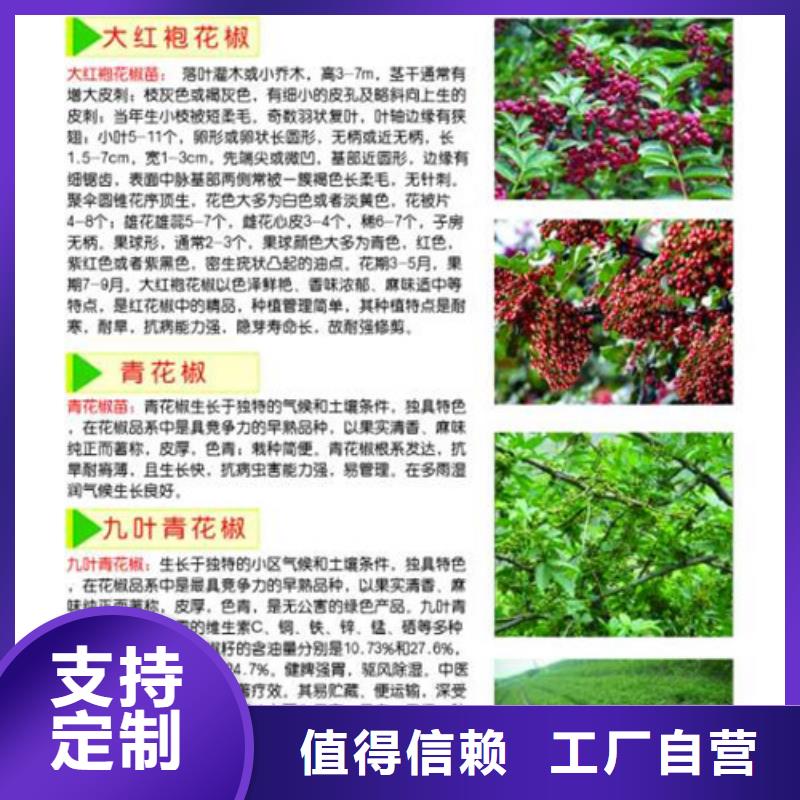 花椒苗核桃苗N年专注