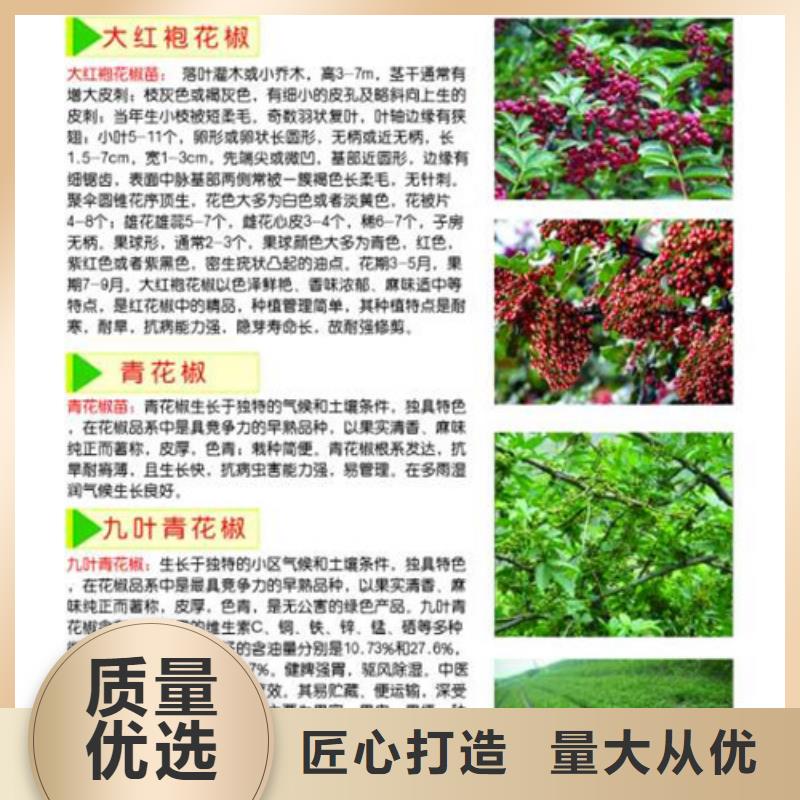 花椒苗板栗苗为您提供一站式采购服务