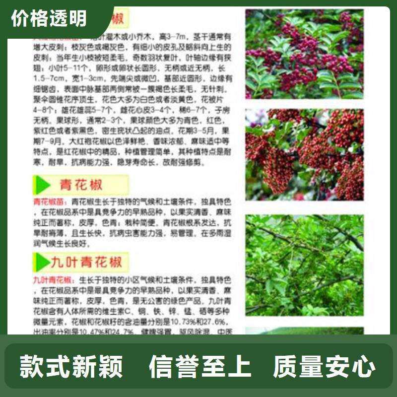 【花椒苗】板栗苗海量现货直销