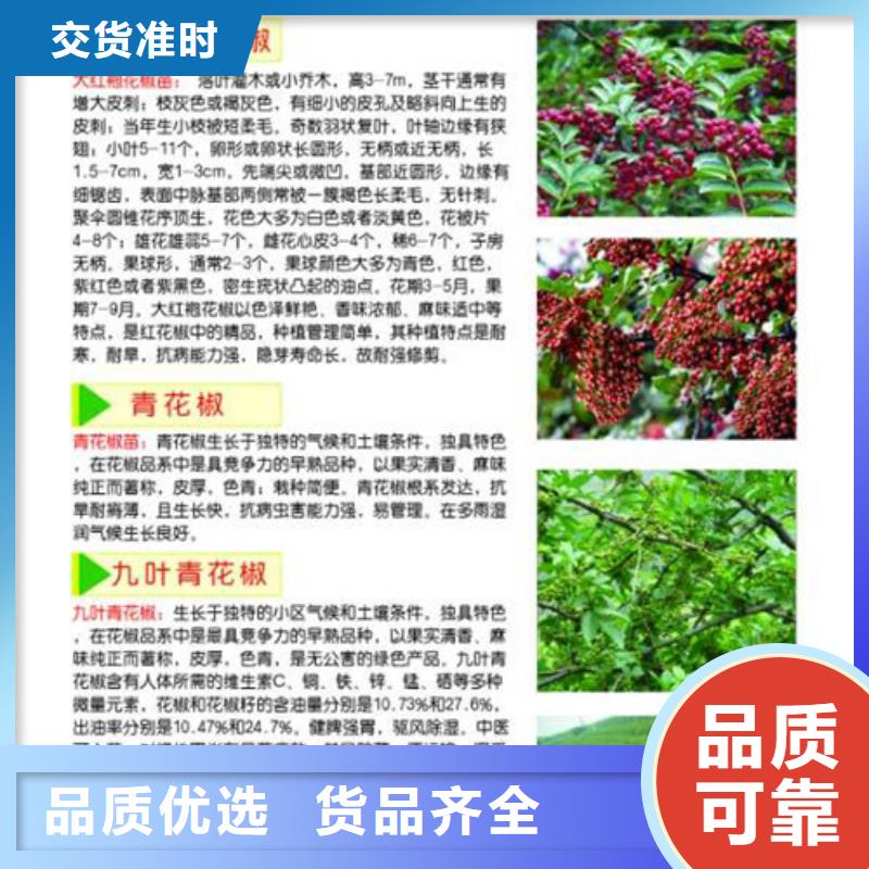 花椒苗核桃苗N年专注