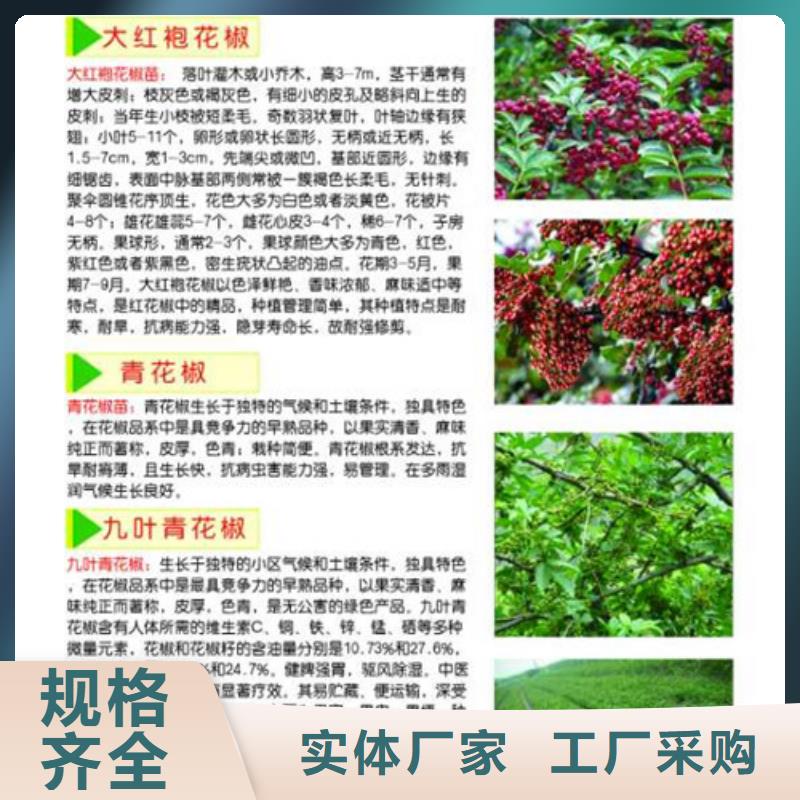 花椒苗梨树苗产地批发