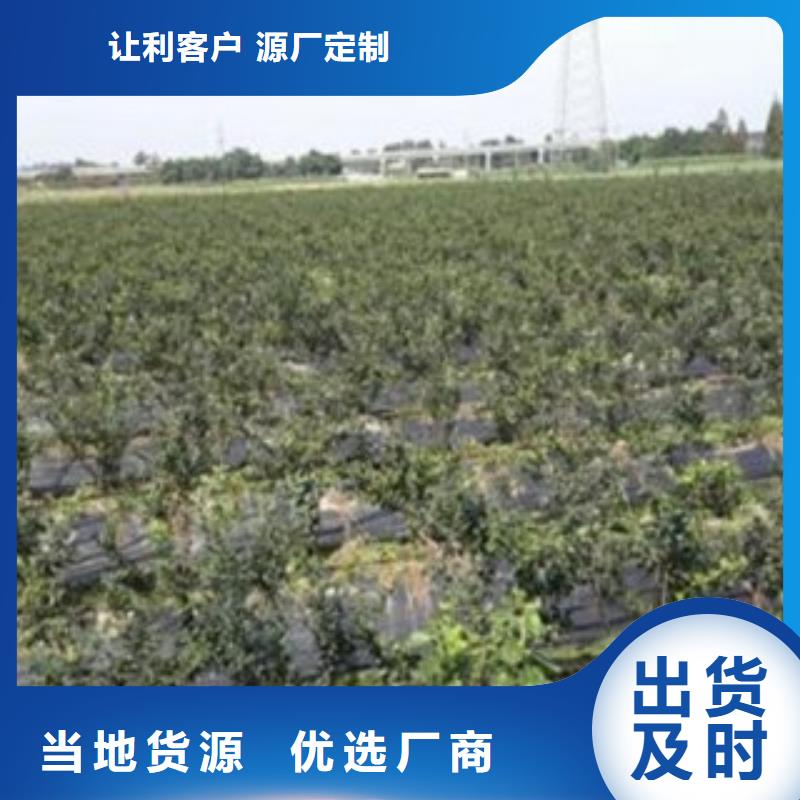 蓝莓苗李子苗多种优势放心选择