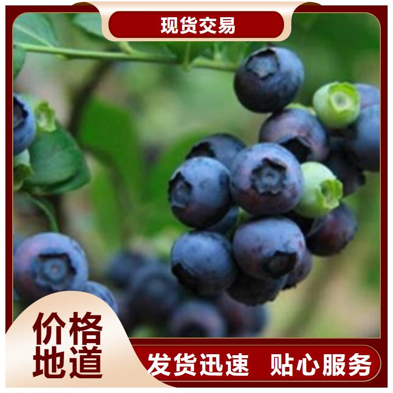 蓝莓苗_桃树苗严谨工艺