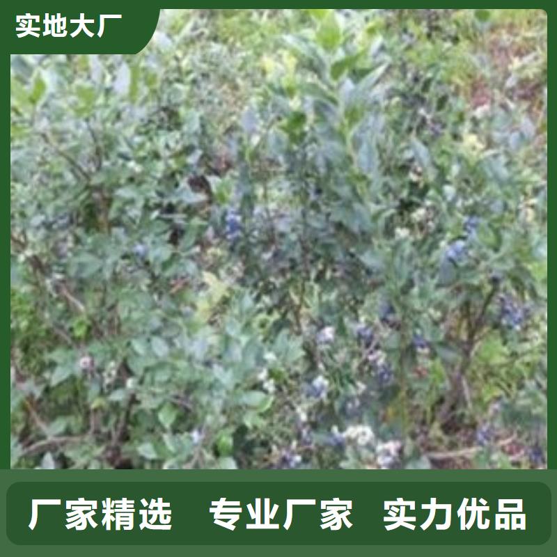 蓝莓苗李子苗多种优势放心选择