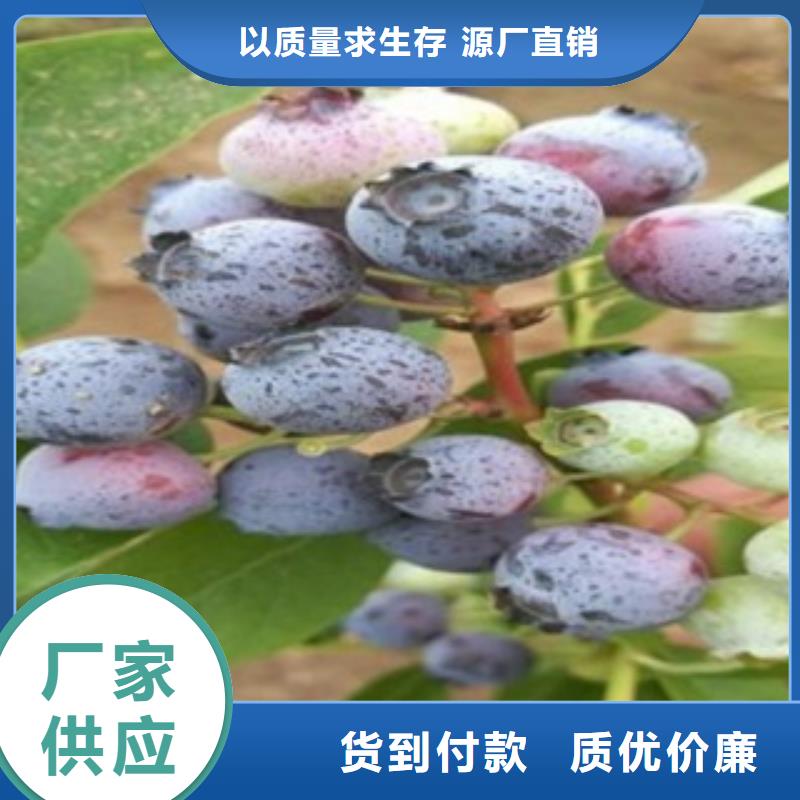 蓝莓苗_桃树苗严谨工艺