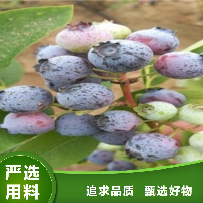 蓝莓苗李子苗多种优势放心选择