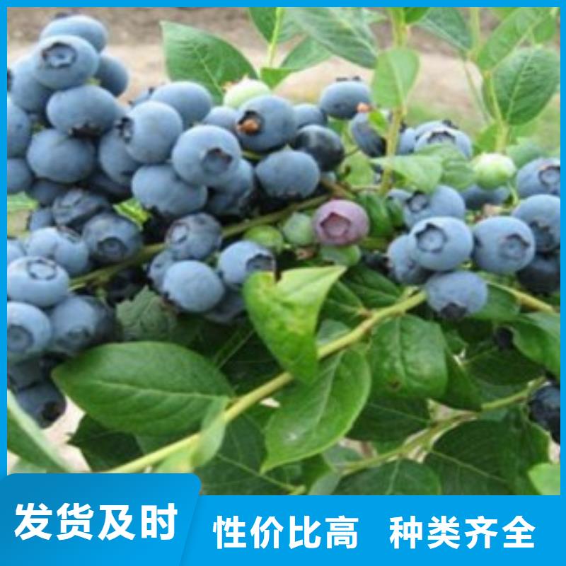 蓝莓苗李子苗多种优势放心选择