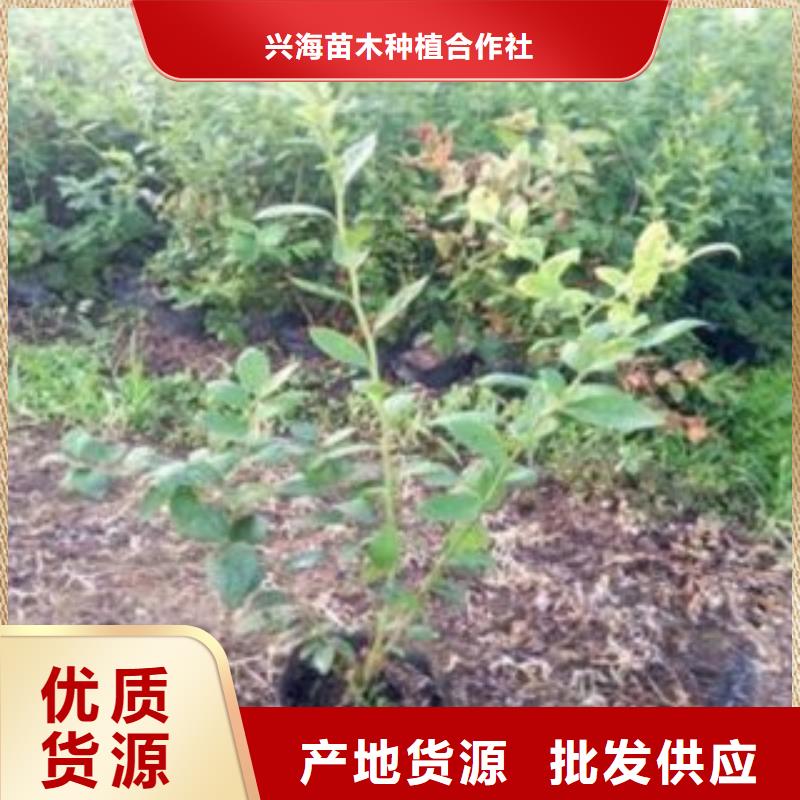 蓝莓苗李子苗多种优势放心选择