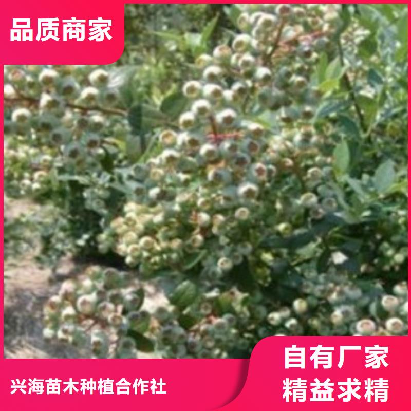 蓝莓苗李子苗多种优势放心选择