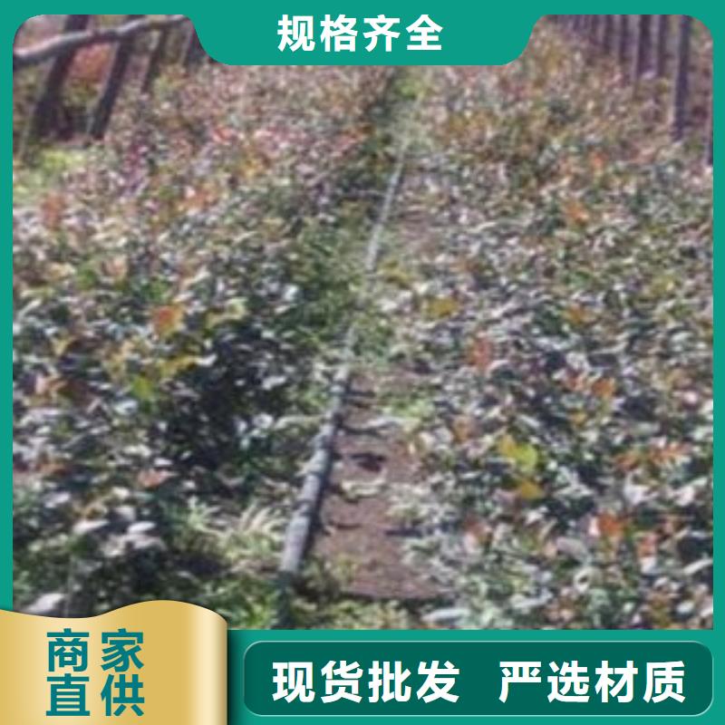 蓝莓苗李子苗多种优势放心选择