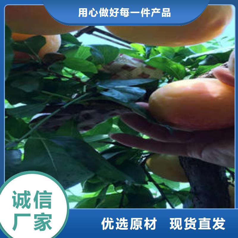 李子苗桃树苗按需定制真材实料