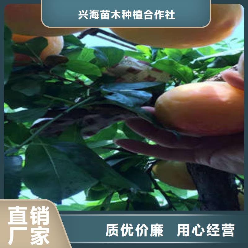 李子苗桃树苗按需定制真材实料