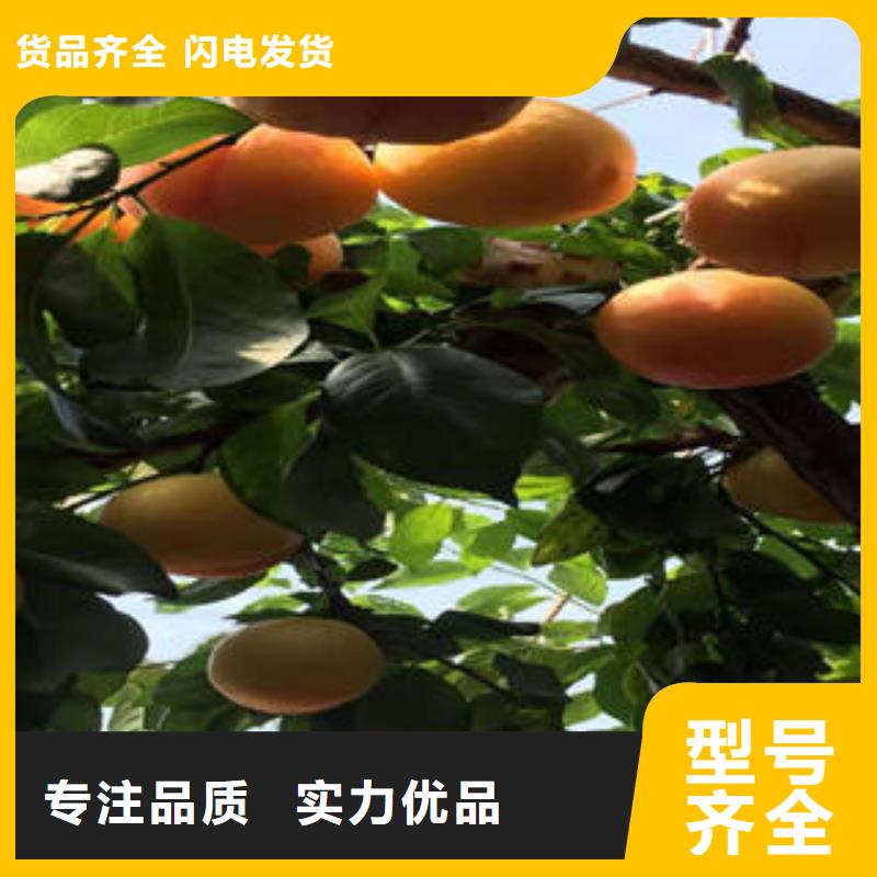 李子苗桃树苗按需定制真材实料
