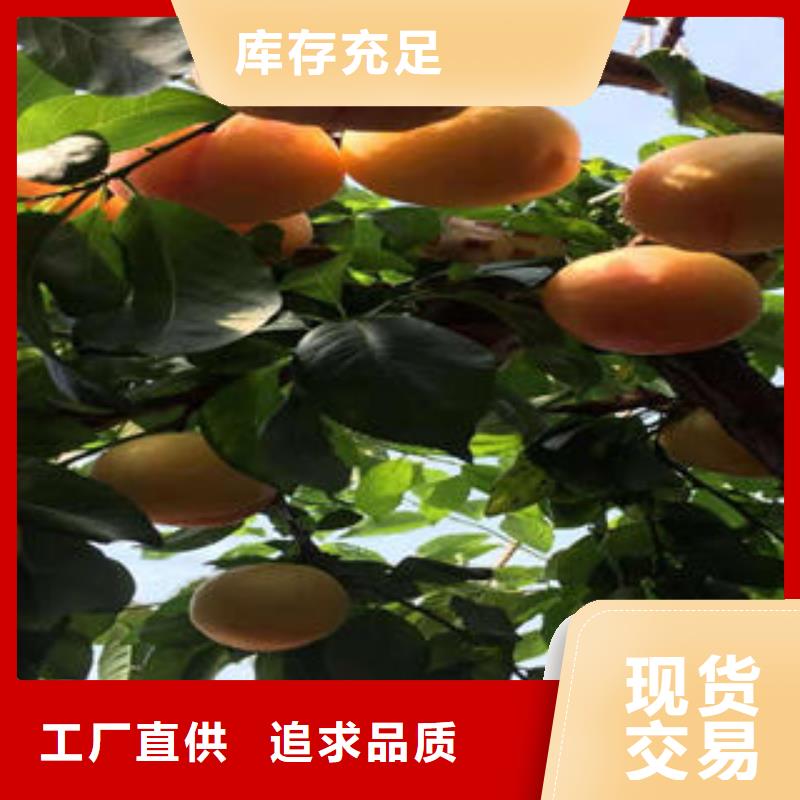 李子苗厂家现货供应