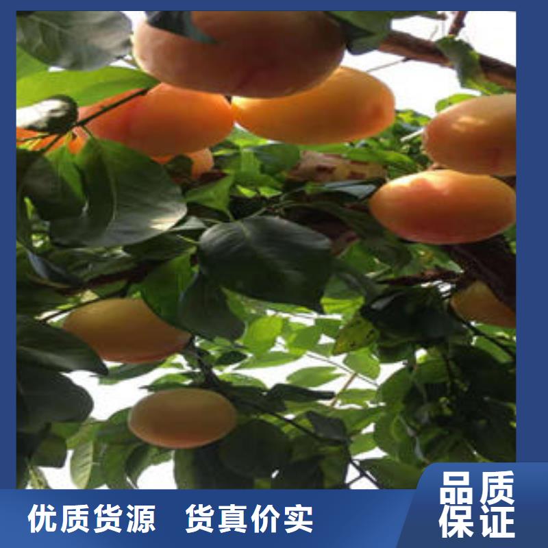 李子苗-梨树苗工艺层层把关