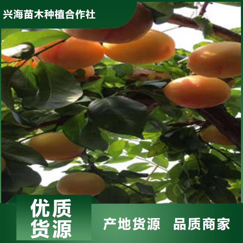 李子苗桃树苗专注细节使用放心