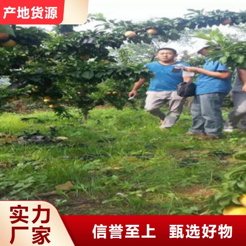 李子苗蓝莓苗满足多种行业需求