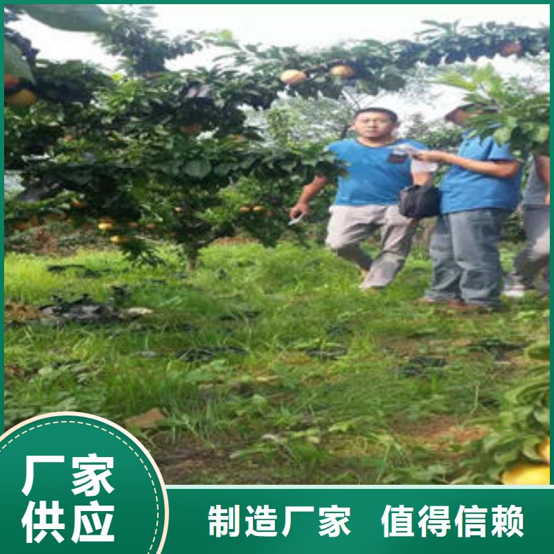 李子苗,桃树苗常年供应