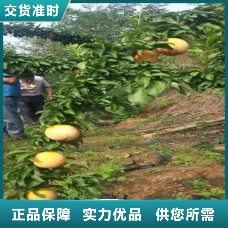 李子苗厂家现货供应