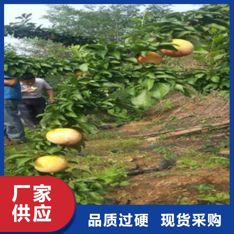 李子苗桃树苗专注细节使用放心