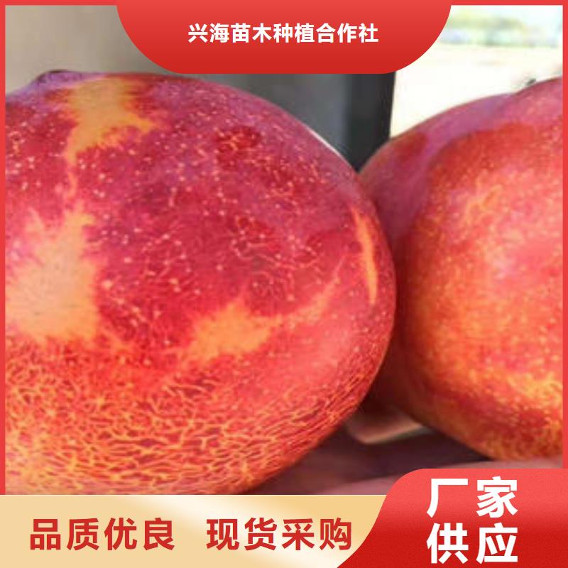 李子苗,核桃苗精品优选
