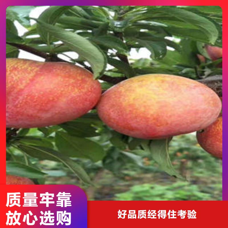 李子苗花椒苗定制定做