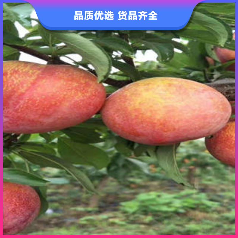 李子苗厂家现货供应