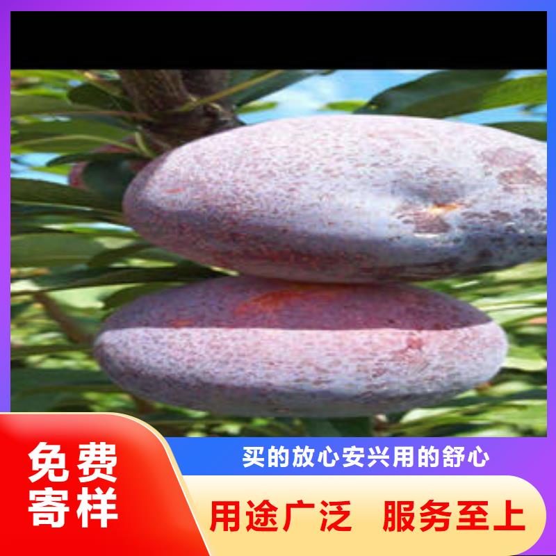 【李子苗】蓝莓苗一站式供应