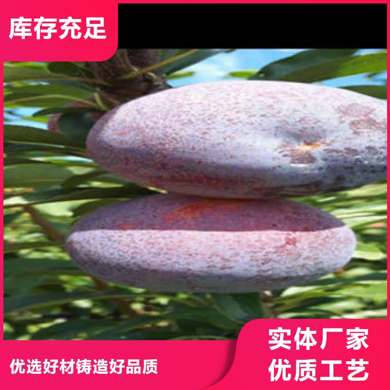 李子苗,梨树苗出厂严格质检