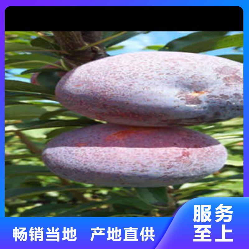 【李子苗板栗苗型号全价格低】