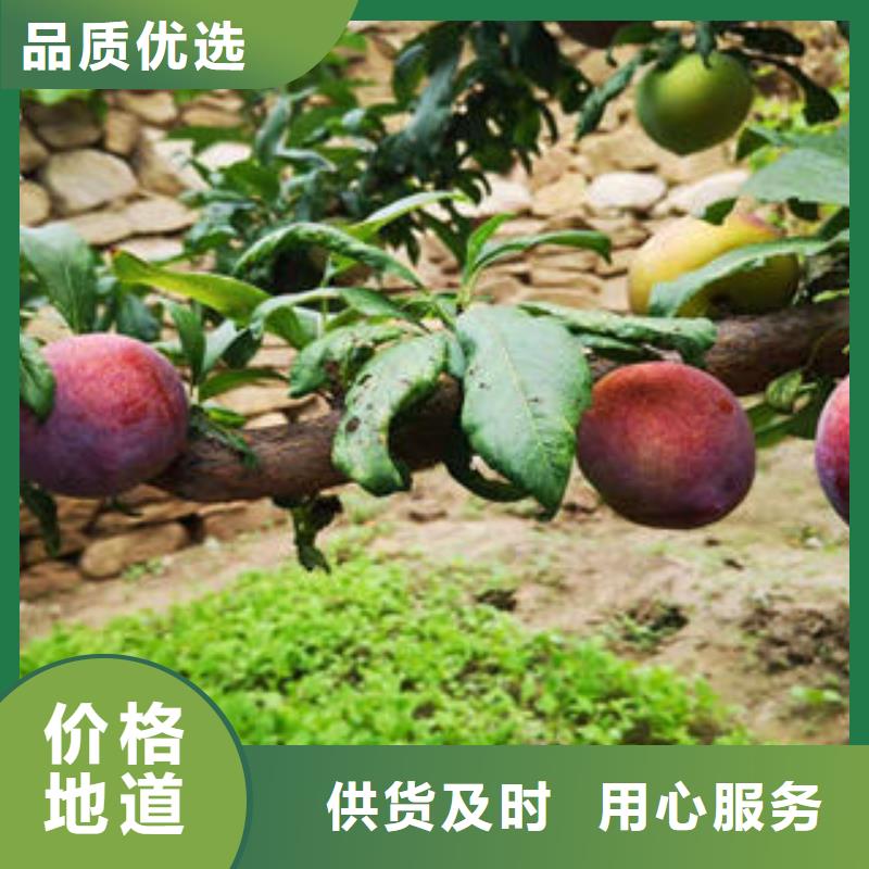李子苗-板栗苗质检合格出厂