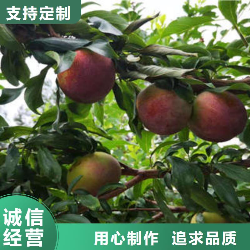 李子苗板栗苗源厂定制