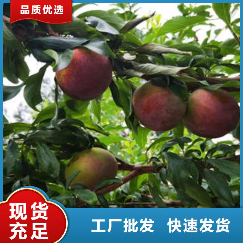 李子苗桃树苗专业生产N年