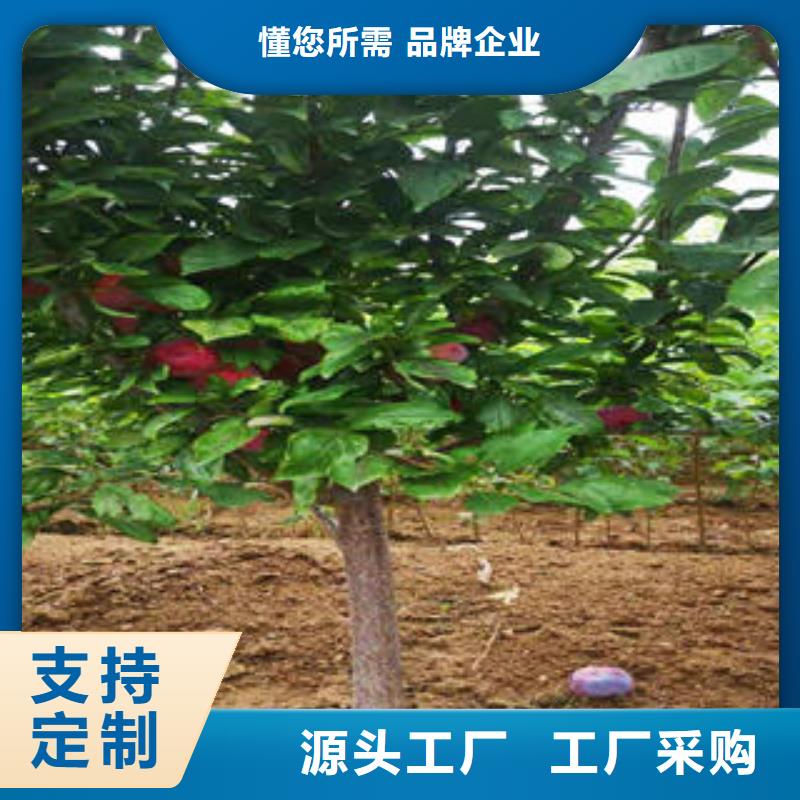 李子苗厂家现货供应