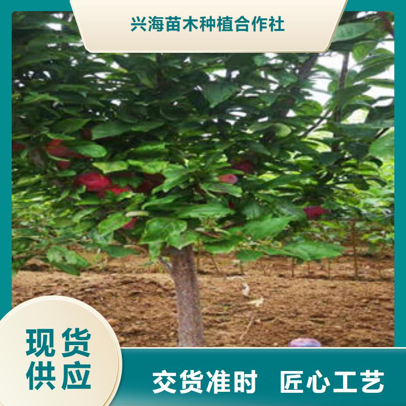 李子苗,桃树苗源头厂家供应