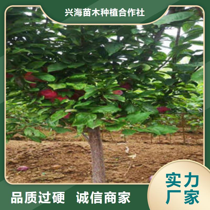 【李子苗山楂苗优选好材铸造好品质】