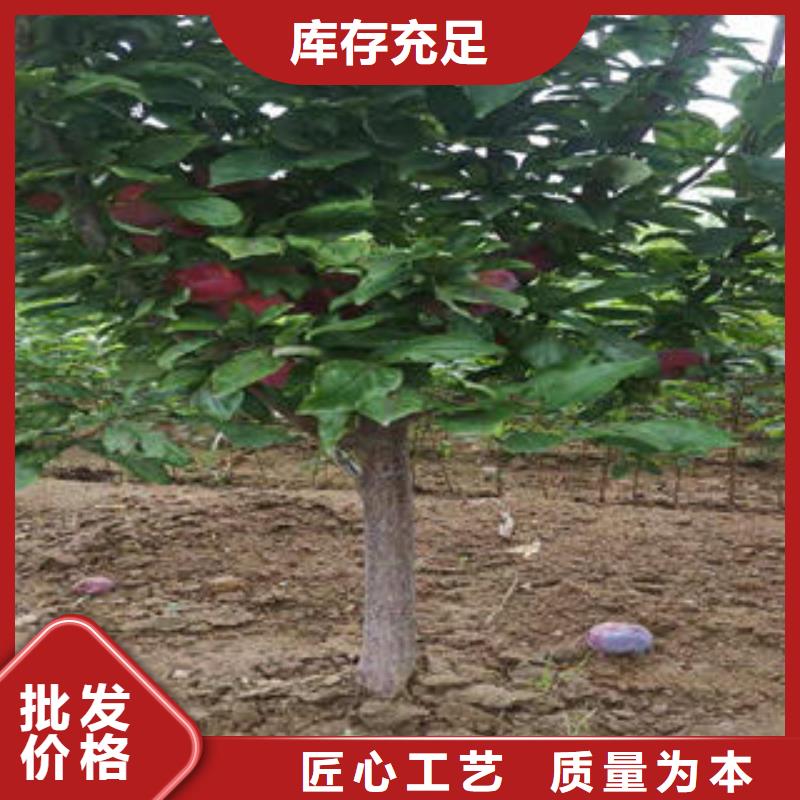 李子苗,核桃苗精品优选