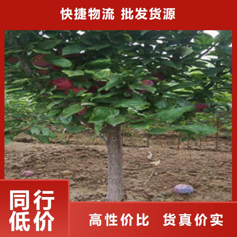 李子苗桃树苗专业生产N年