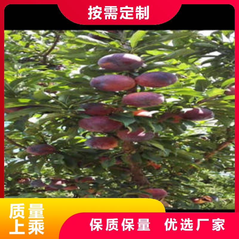 【李子苗多种优势放心选择】