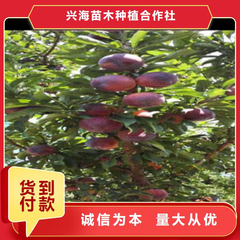 李子苗桃树苗专业生产N年