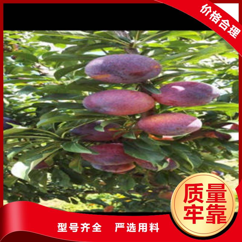 李子苗桃树苗专业生产N年