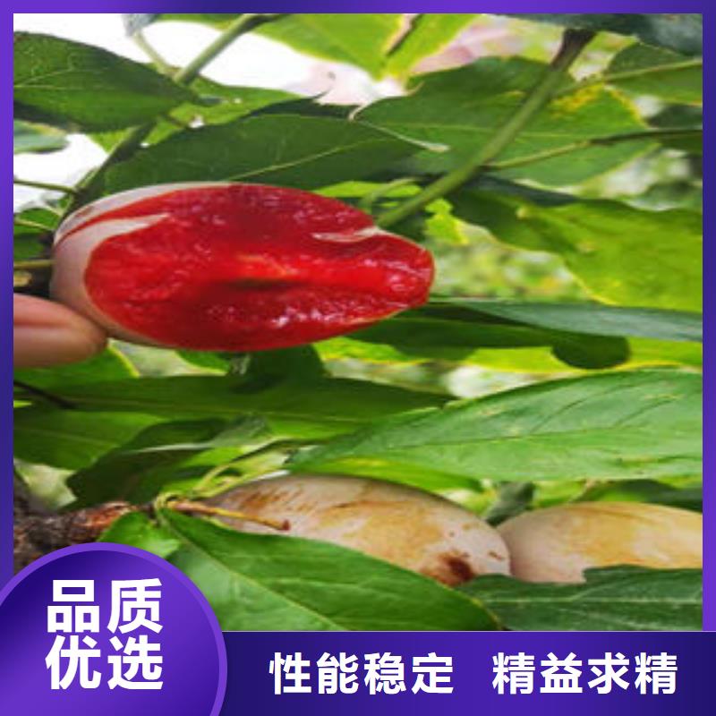 李子苗,核桃苗精品优选
