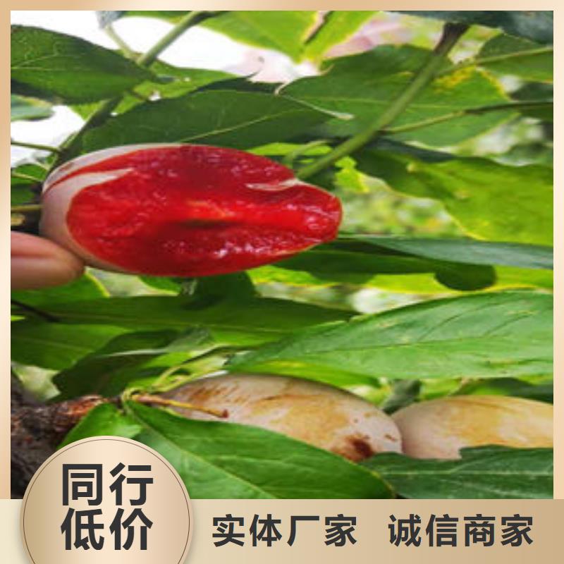 【李子苗多种优势放心选择】
