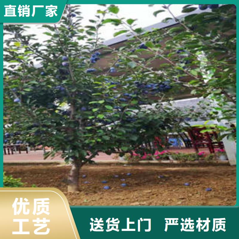 【李子苗板栗苗型号全价格低】