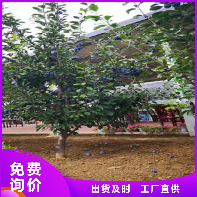 李子苗花椒苗定制定做