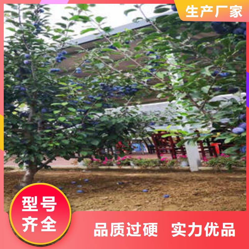 李子苗蓝莓苗满足多种行业需求