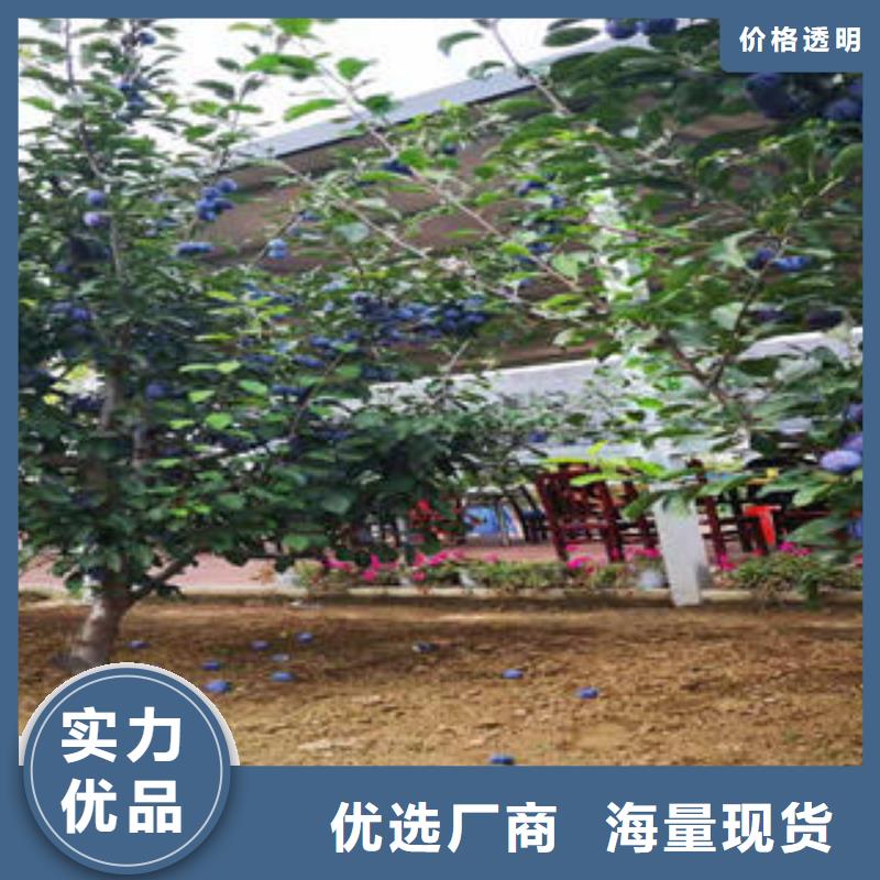 李子苗-梨树苗货源报价